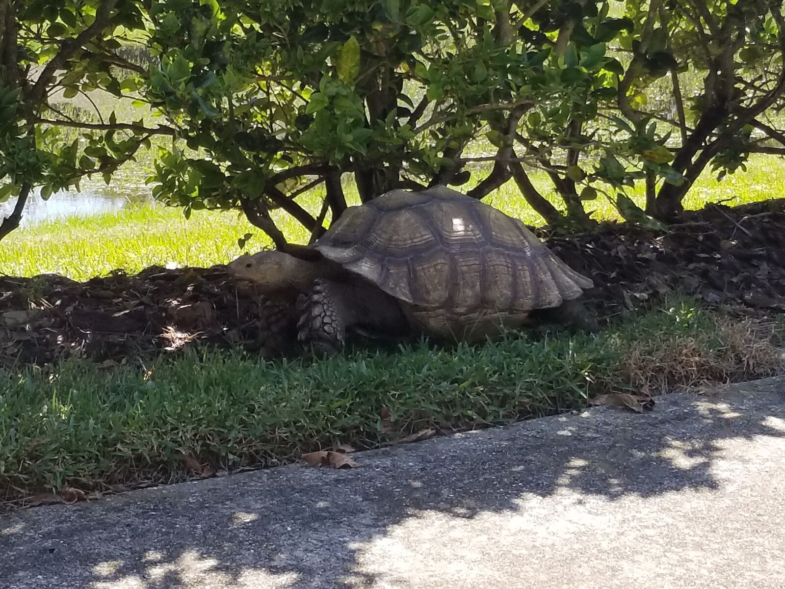 Samsung Galaxy S8+ sample photo. Turtle, tortoise, animal photography