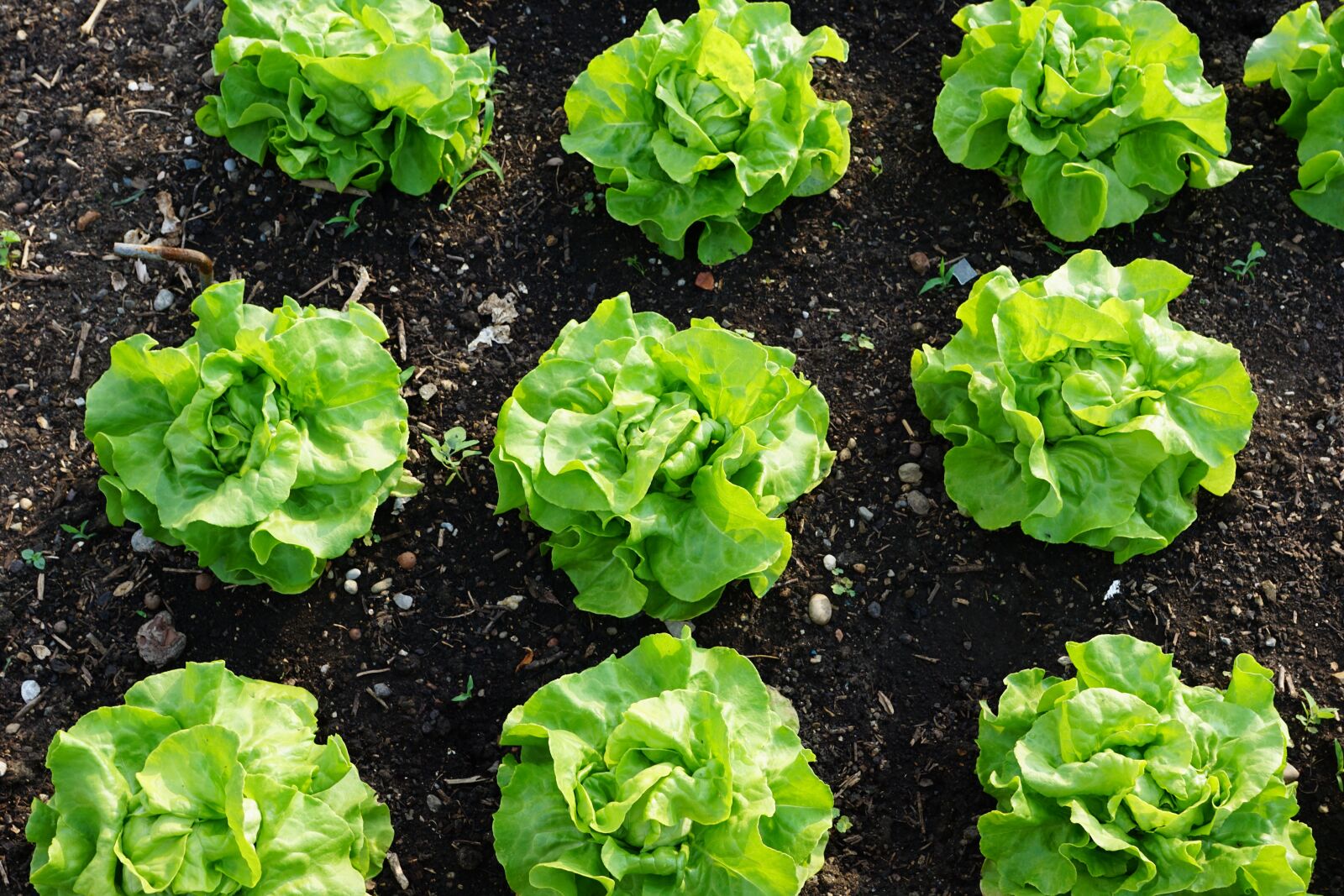 Sony ILCA-77M2 + Sony DT 16-50mm F2.8 SSM sample photo. Salad, green, healthy photography