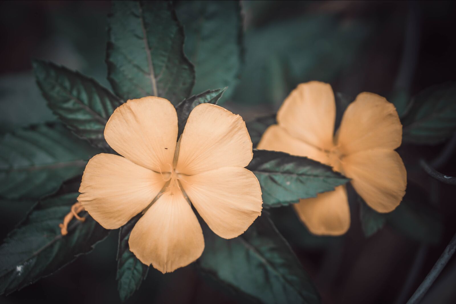 E 50mm F1.8 OSS sample photo. Flower, petal, love photography