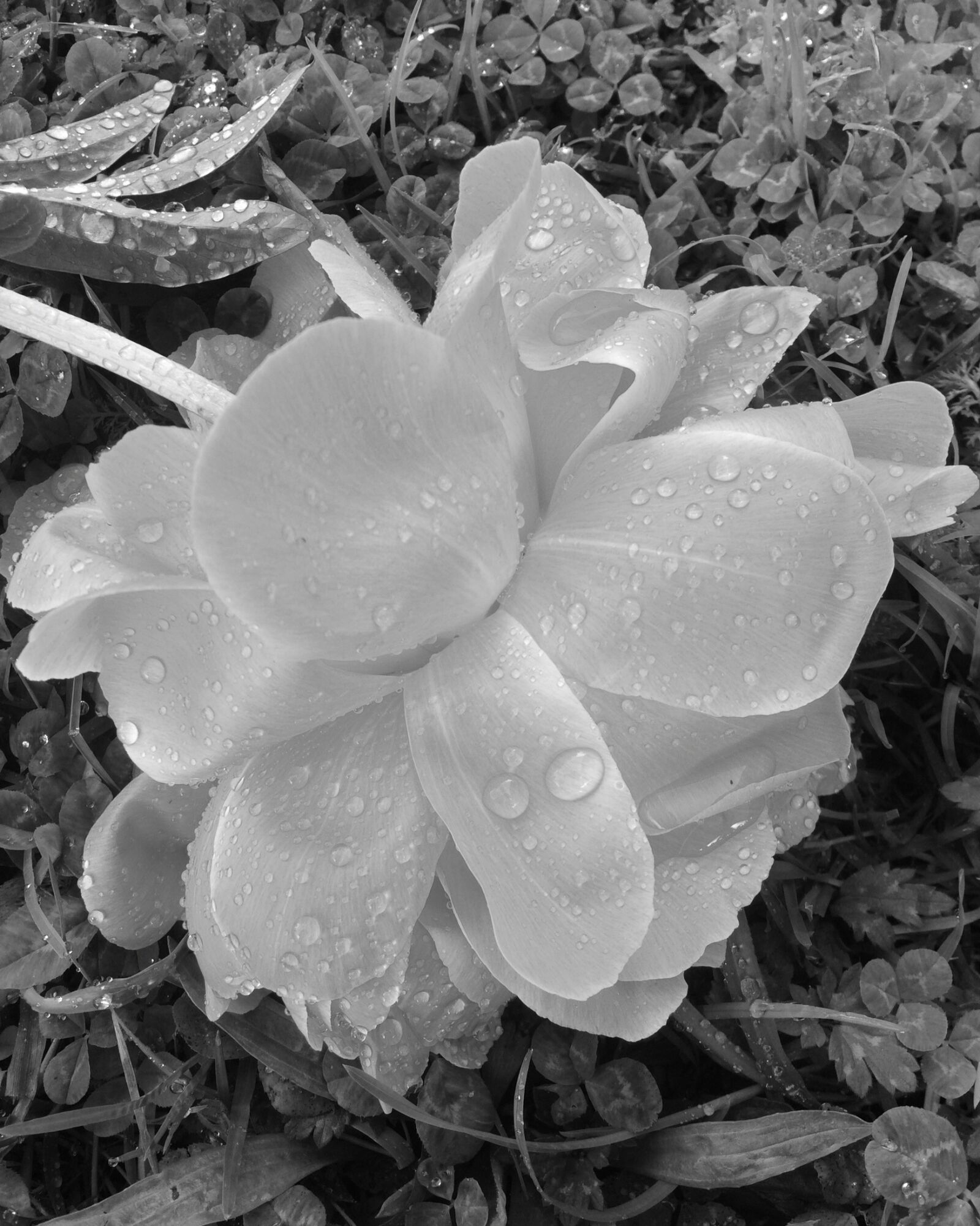 iPhone 5s back camera 4.15mm f/2.2 sample photo. Peony, dew drops, black photography