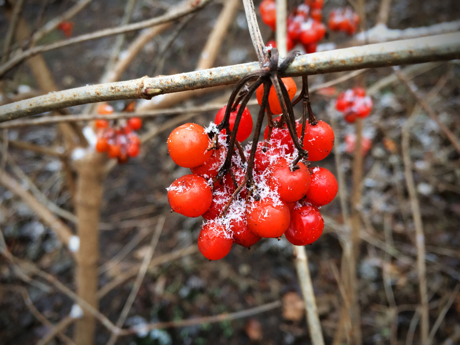 iPhone 5s back camera 4.15mm f/2.2 sample photo. Berries, contrast, red, snow photography