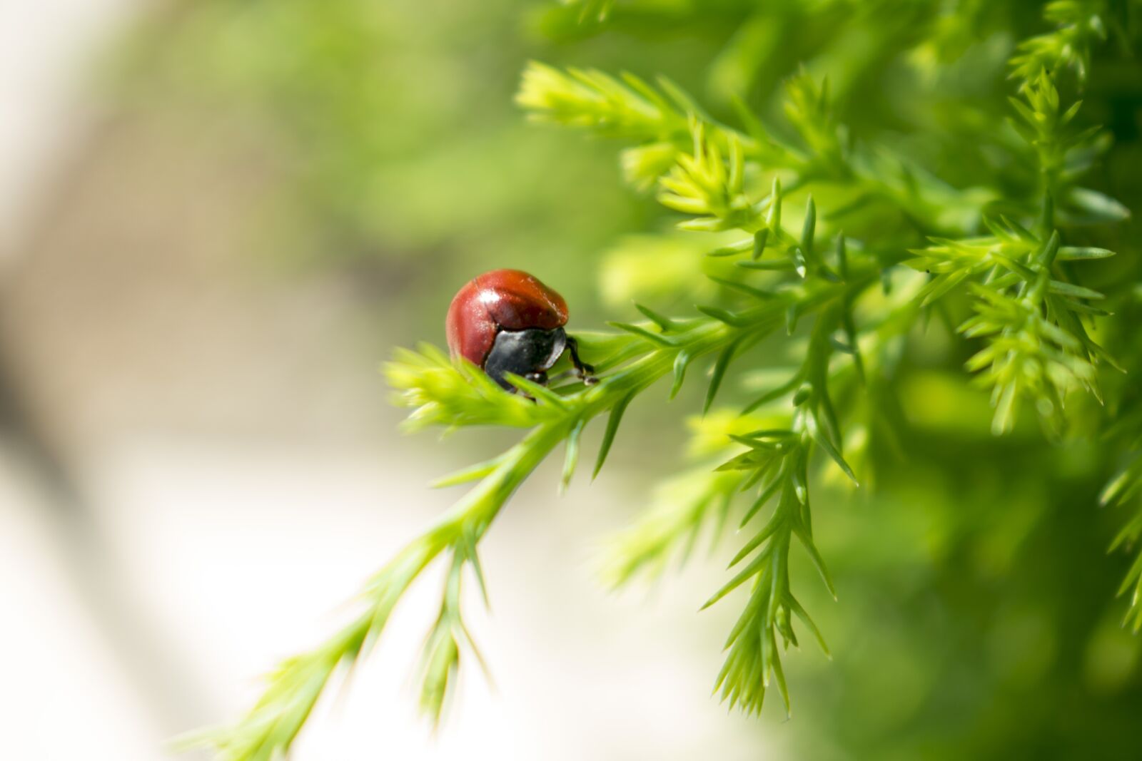 Nikon D3400 sample photo. Ladybug, insects, flower photography
