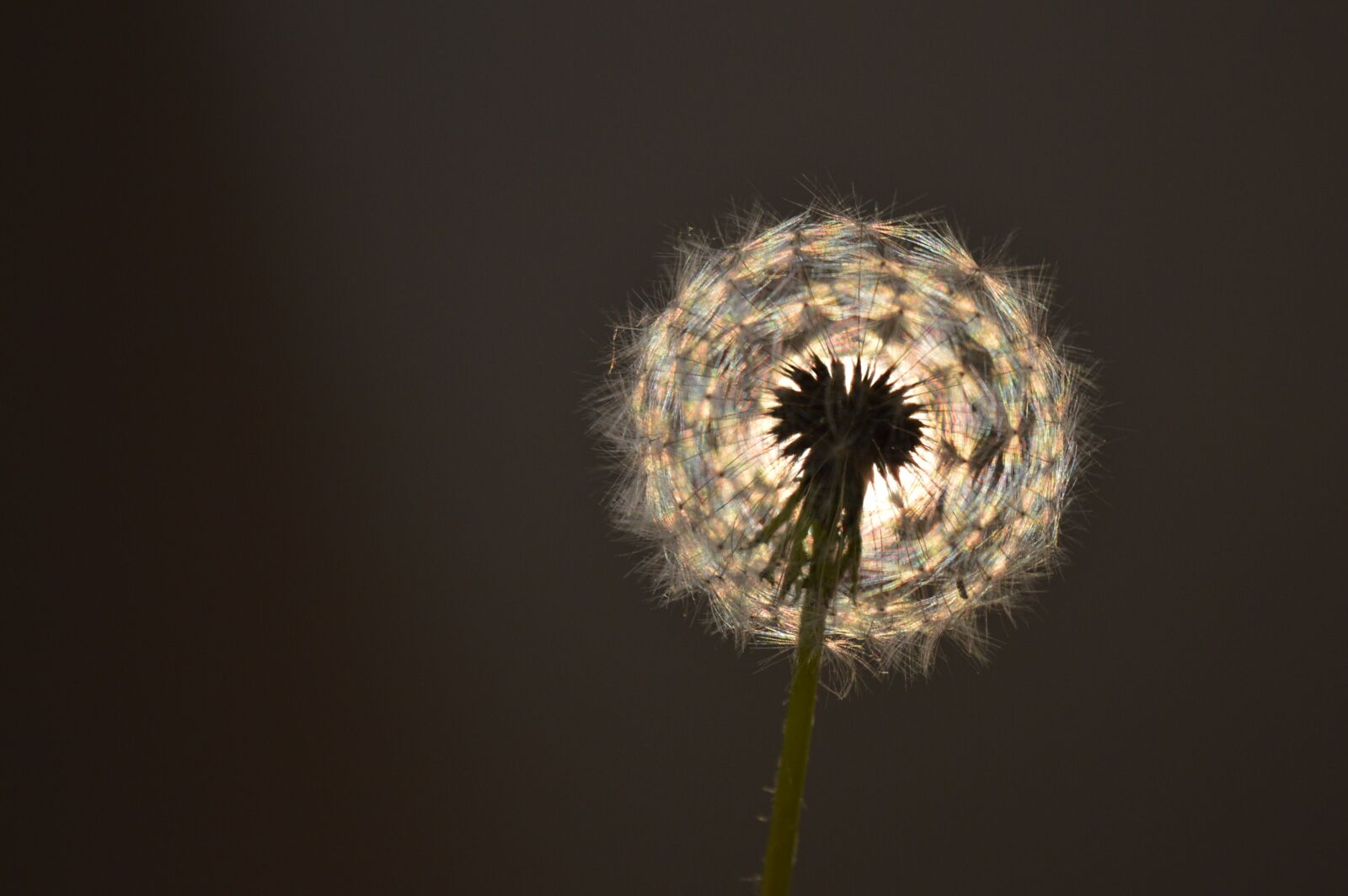 Nikon D3200 sample photo. Light, dandelion, furry photography