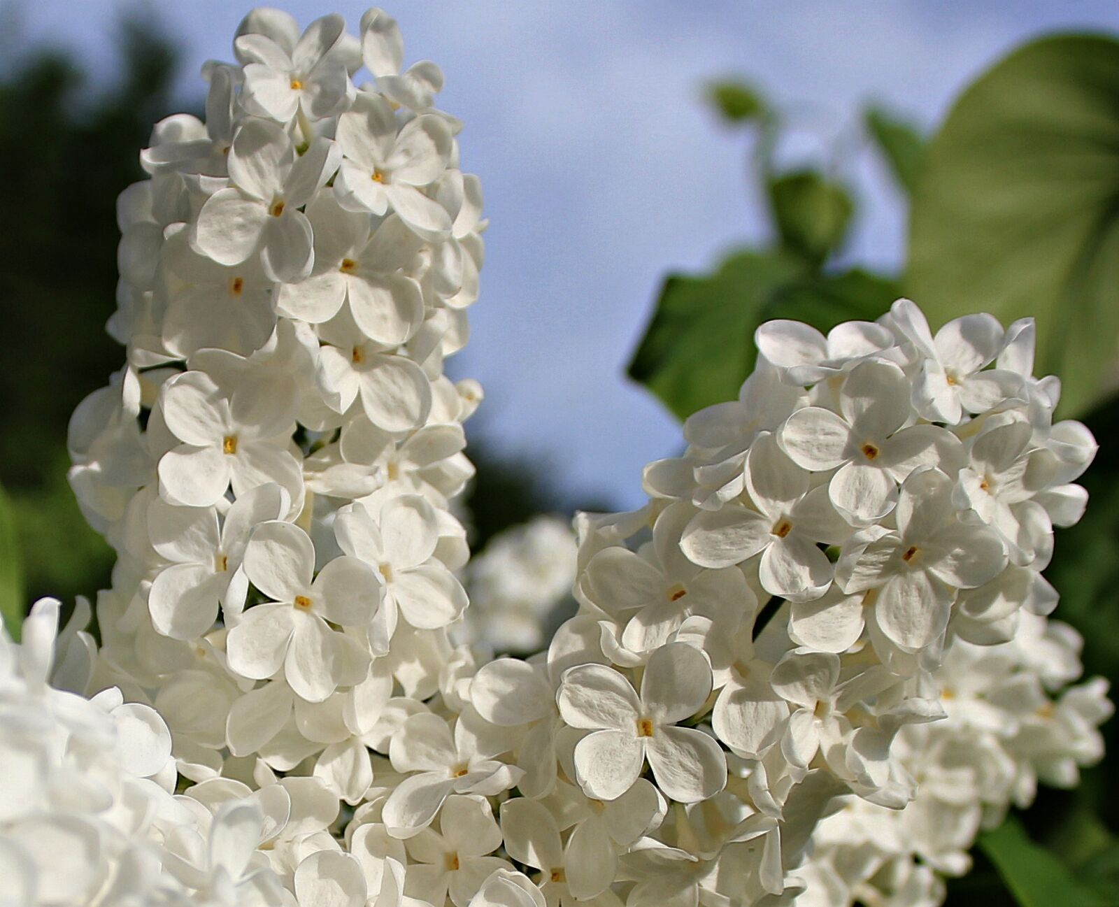 Canon EOS 550D (EOS Rebel T2i / EOS Kiss X4) sample photo. Lilac, white lilac, white photography
