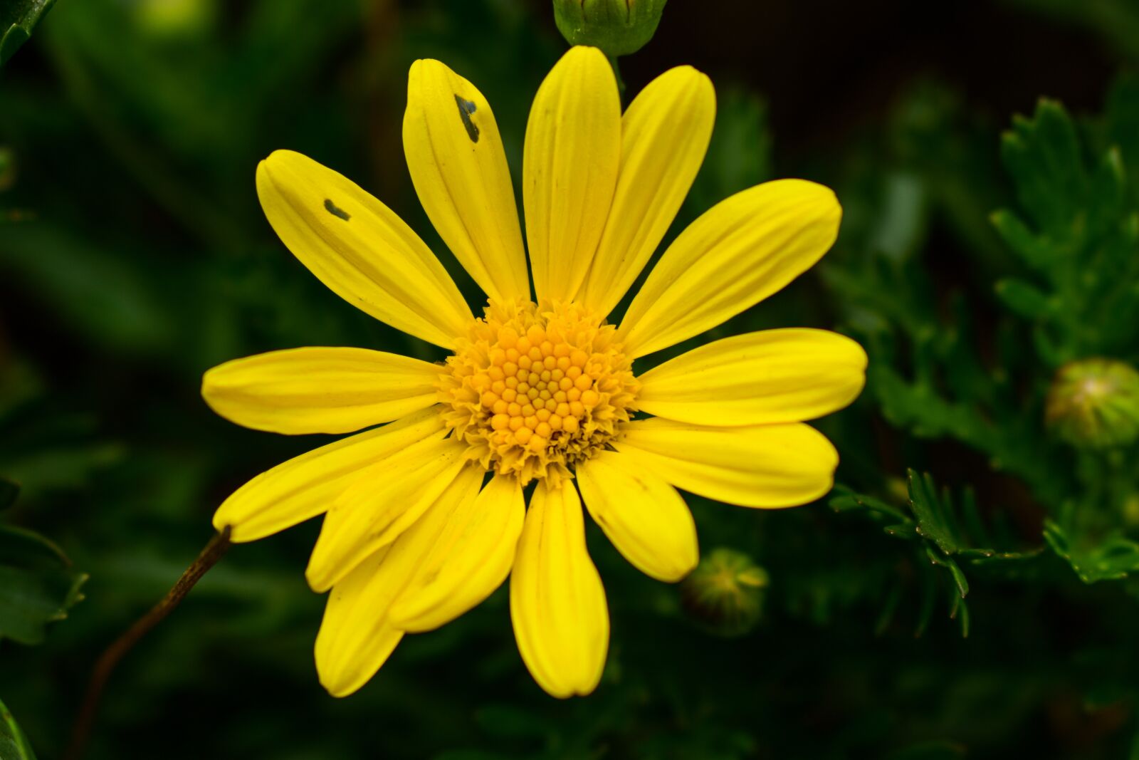 Nikon D3400 sample photo. Nature, plant, summer photography
