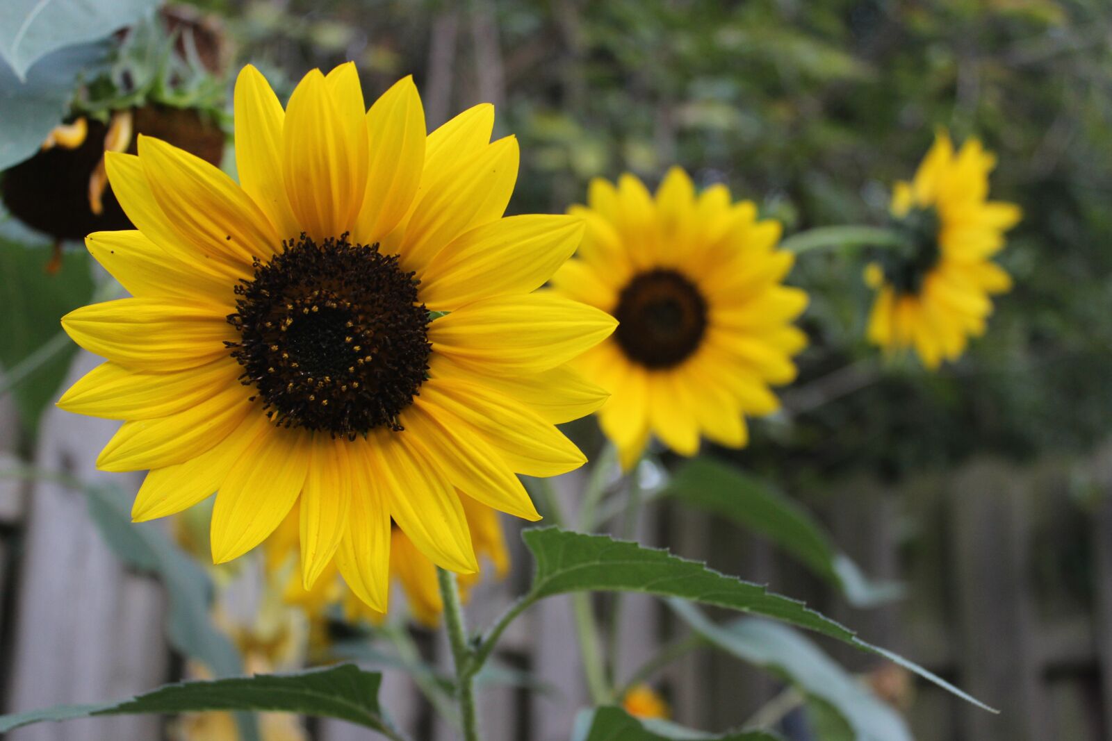 Canon EOS 600D (Rebel EOS T3i / EOS Kiss X5) sample photo. Flower, sunflower, blossom photography