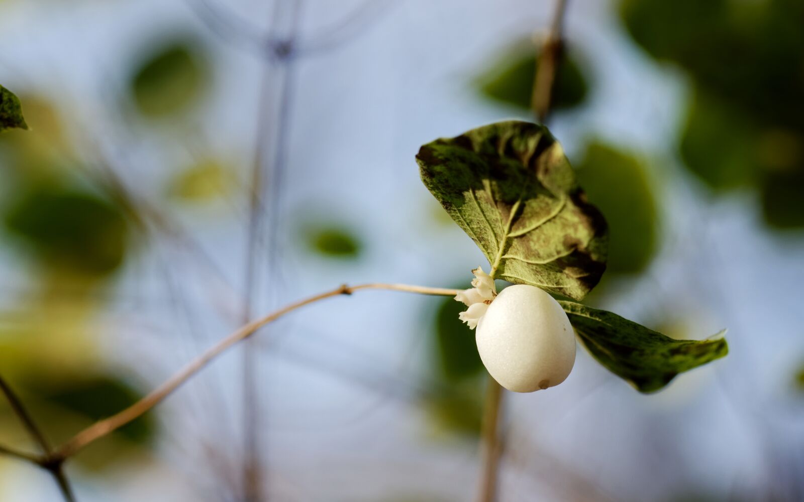 Nikon D5100 sample photo. Fruit, the bulb, seeds photography