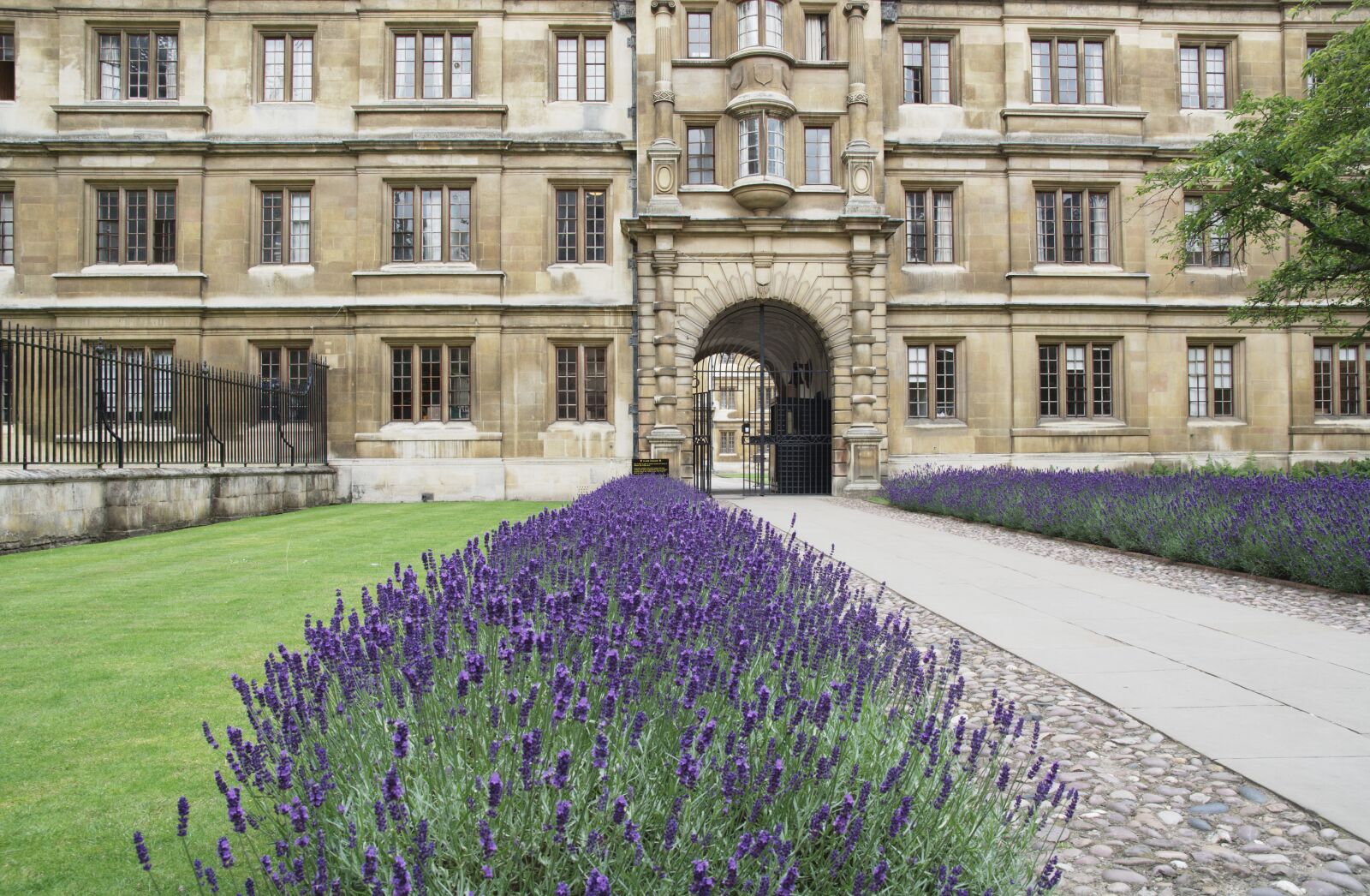 Nikon D5200 sample photo. Clare college, cambridge, lavender photography