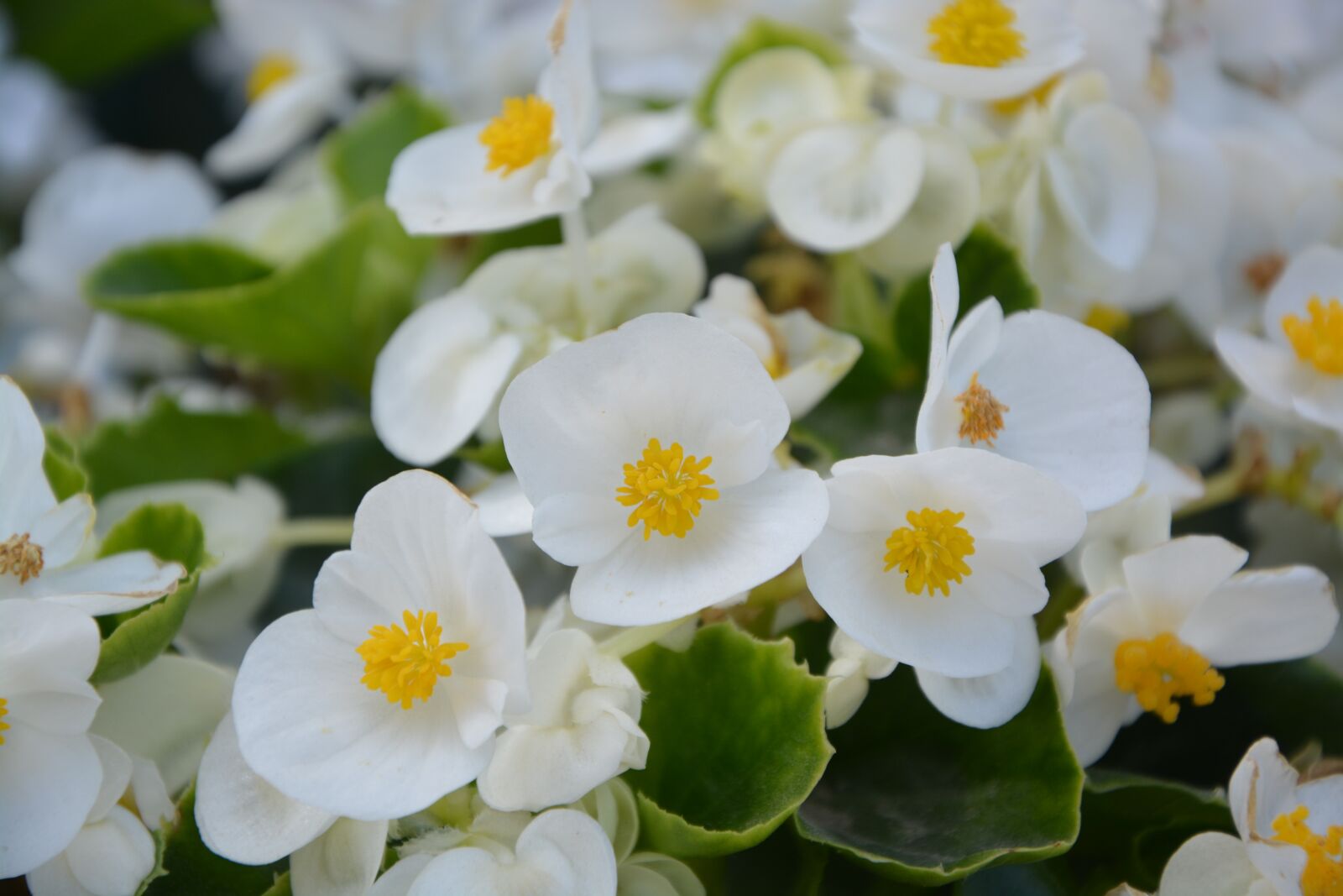 Nikon D5200 sample photo. Flower, white, nature photography