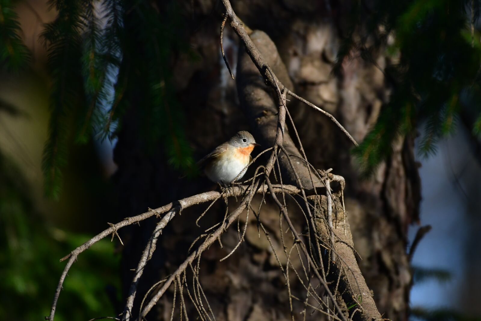 Nikon D500 sample photo. Natural, wood, bird photography
