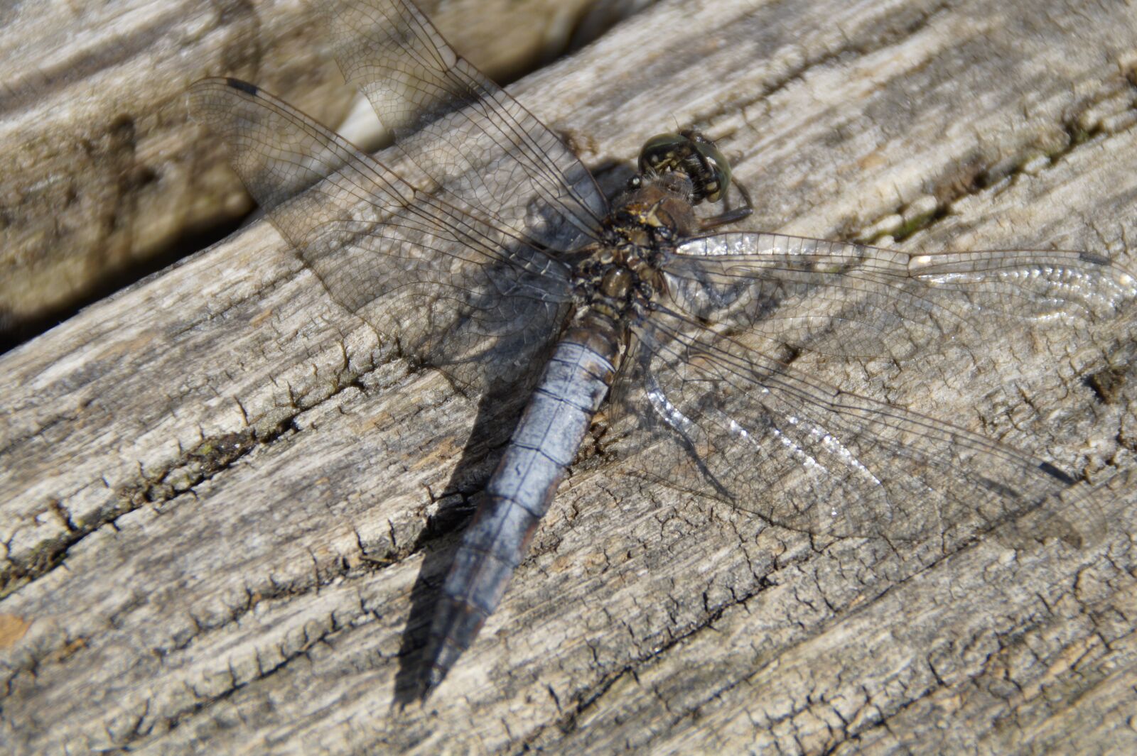 Sony SLT-A58 sample photo. Dragonfly, insect, close up photography