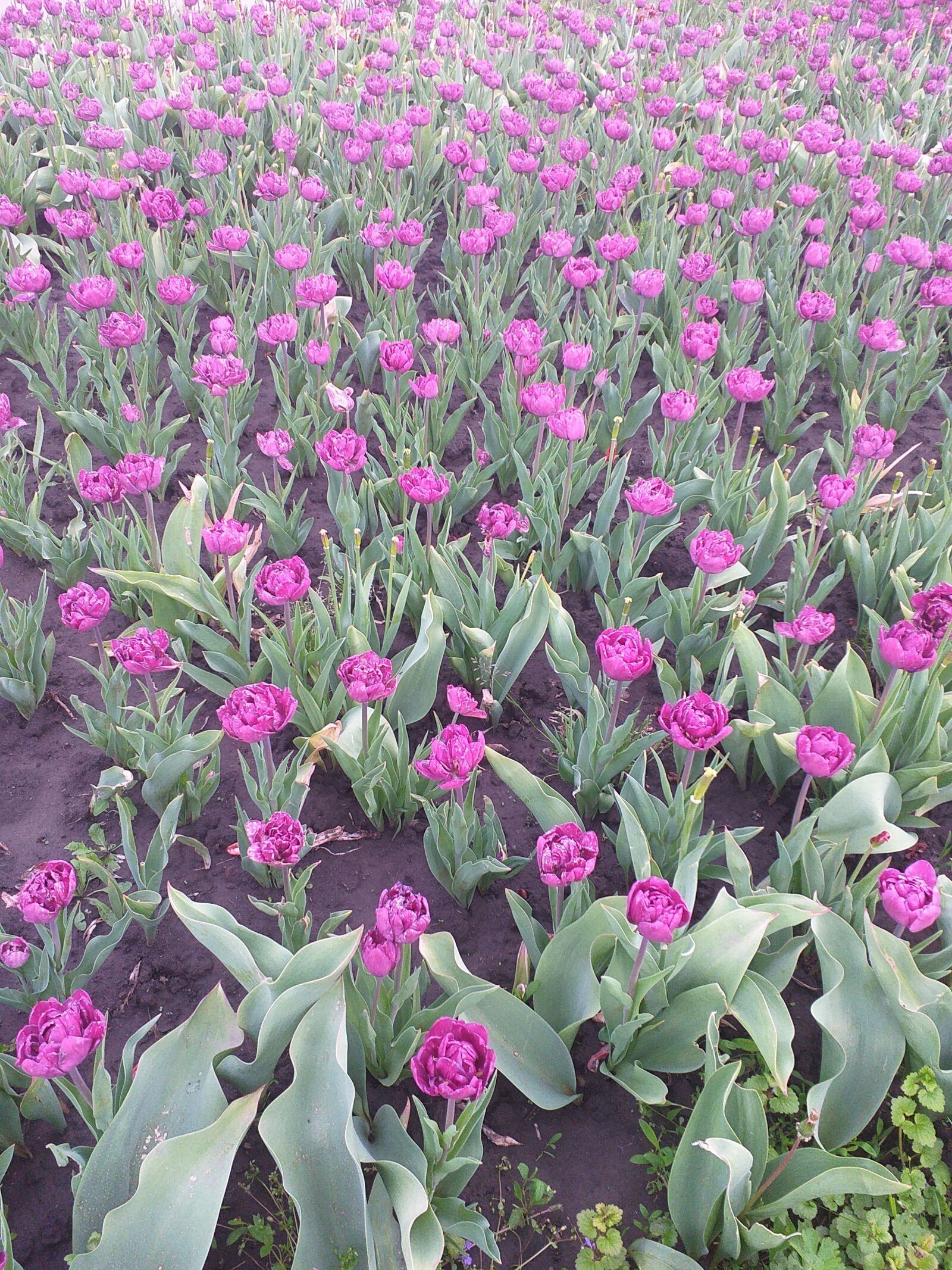 Samsung Galaxy J6+ sample photo. Flowers, tulips, a lot photography