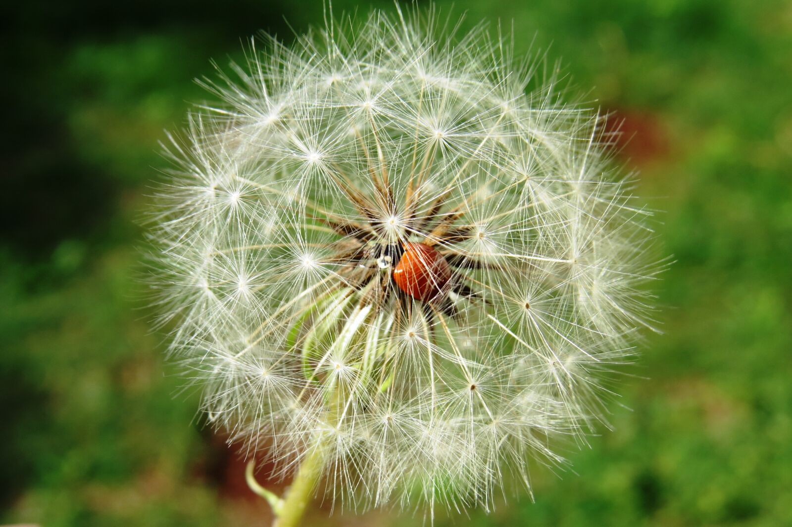 Canon PowerShot SX50 HS sample photo. Ladybug, insect, dandelion photography