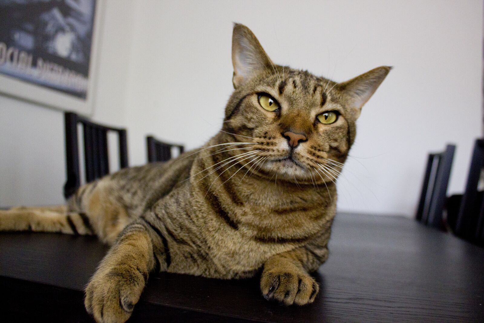 Canon EF-S 18-55mm F3.5-5.6 IS sample photo. Cat, cats, animals photography