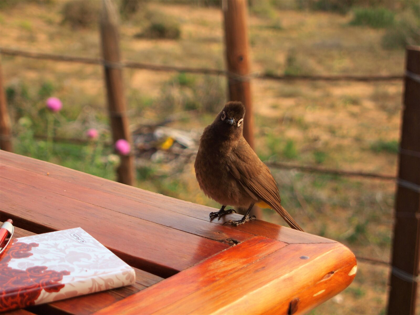 Olympus E-420 (EVOLT E-420) sample photo. Bird, africa, nature photography