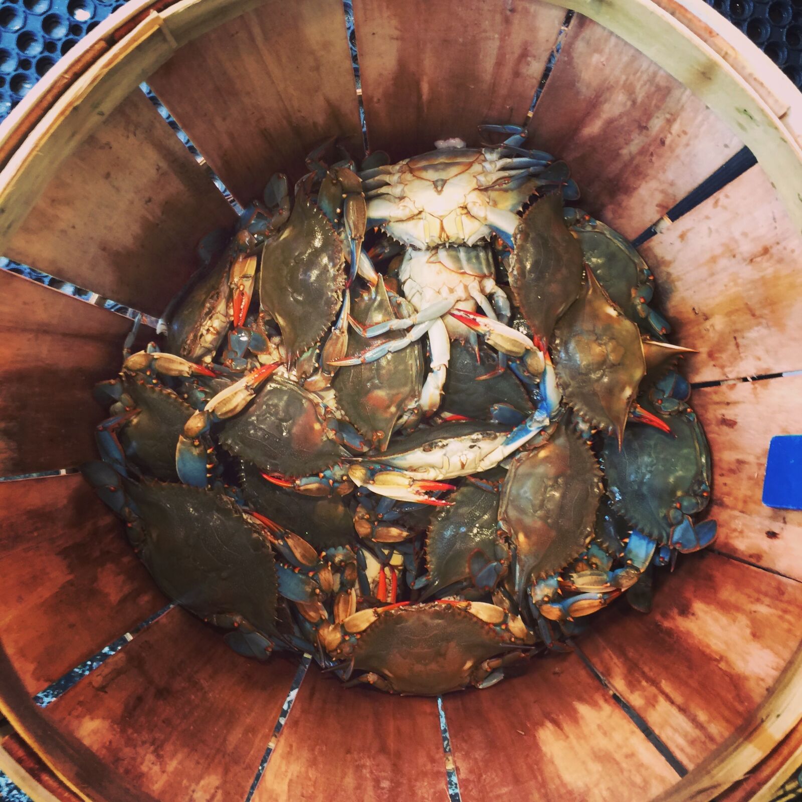 iPhone 6 Plus back camera 4.15mm f/2.2 sample photo. Crabs, seafood, shellfish photography
