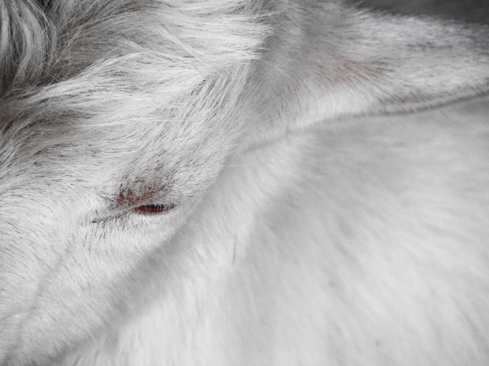 Sony Cyber-shot DSC-HX100V sample photo. Goat, wild, animal photography