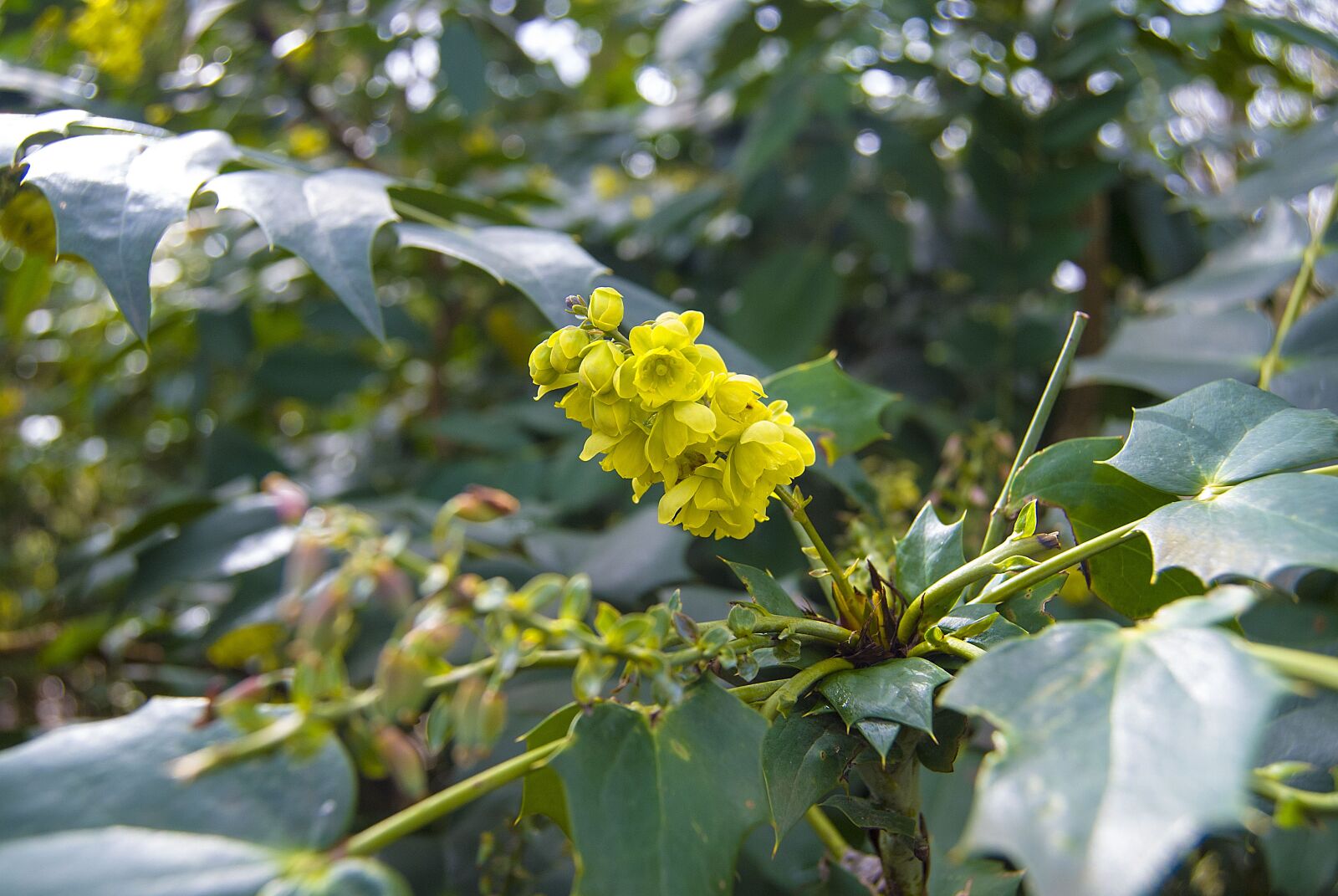 Nikon D40X sample photo. Yellow, blossom, bloom photography