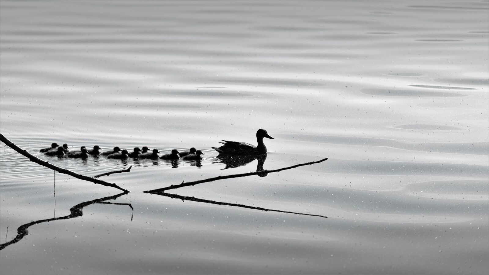 Nikon D5300 sample photo. Birds, nature, ducks photography