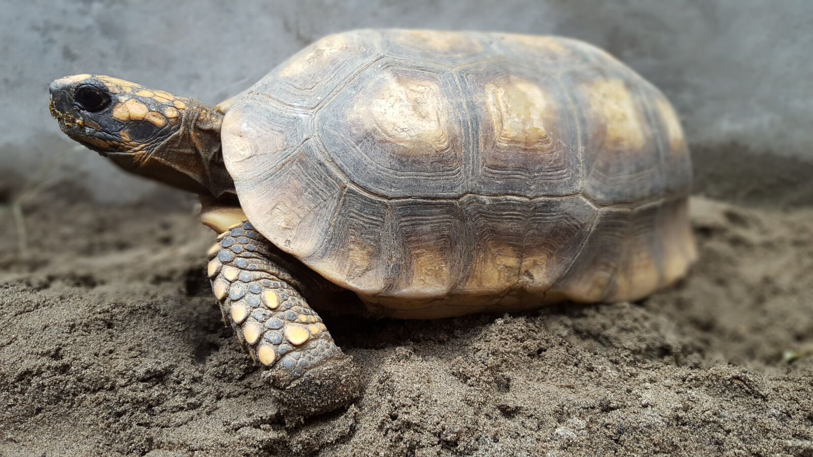 Samsung Galaxy S6 sample photo. Testudines, reptilia, turtle photography