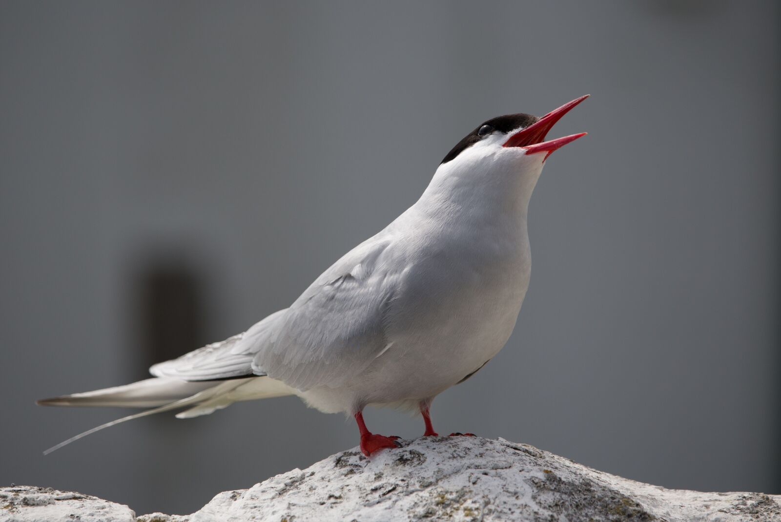 Canon EOS 700D (EOS Rebel T5i / EOS Kiss X7i) sample photo. Arctic tern, bird, tern photography