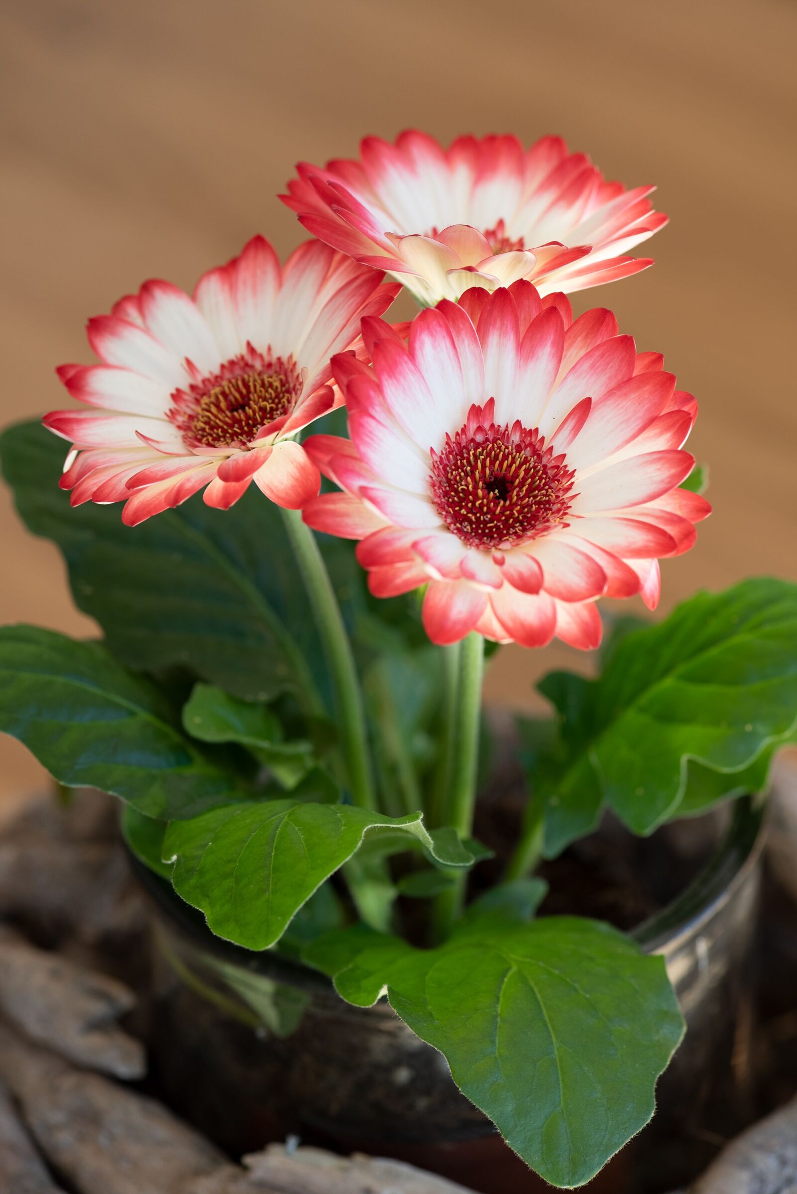 Nikon D750 sample photo. Gerbera, plant, flower photography