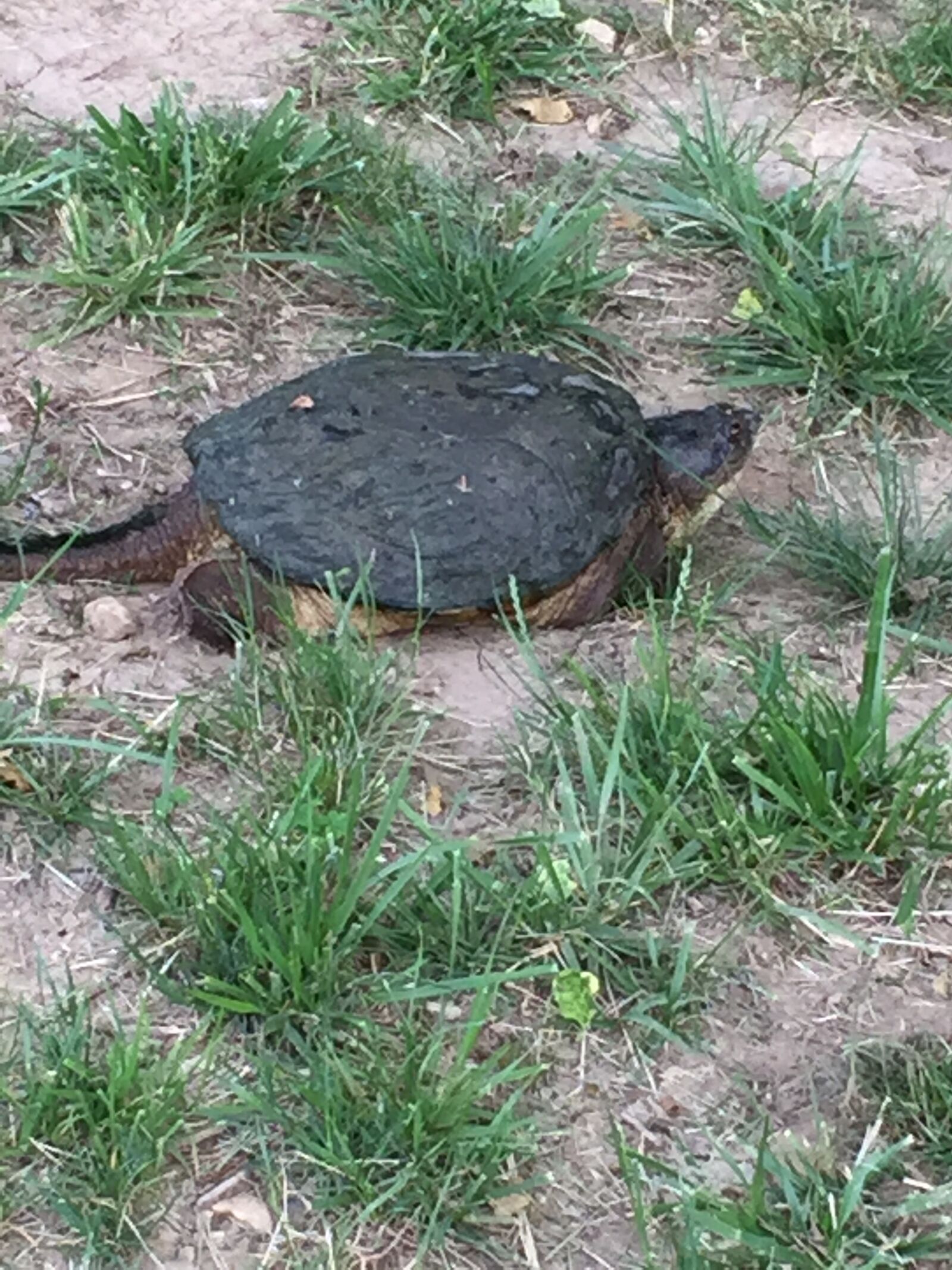 Apple iPhone 6 sample photo. Snappingturtle photography