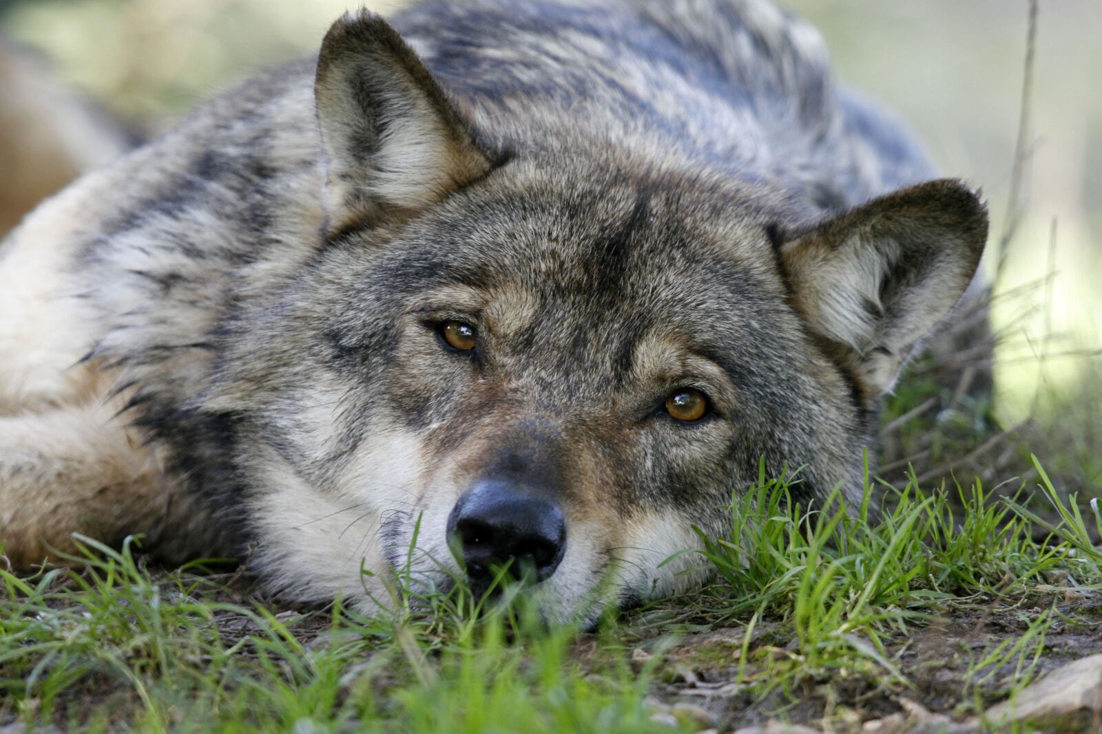 Canon EOS 30D sample photo. Carnivore, fauna, animal photography