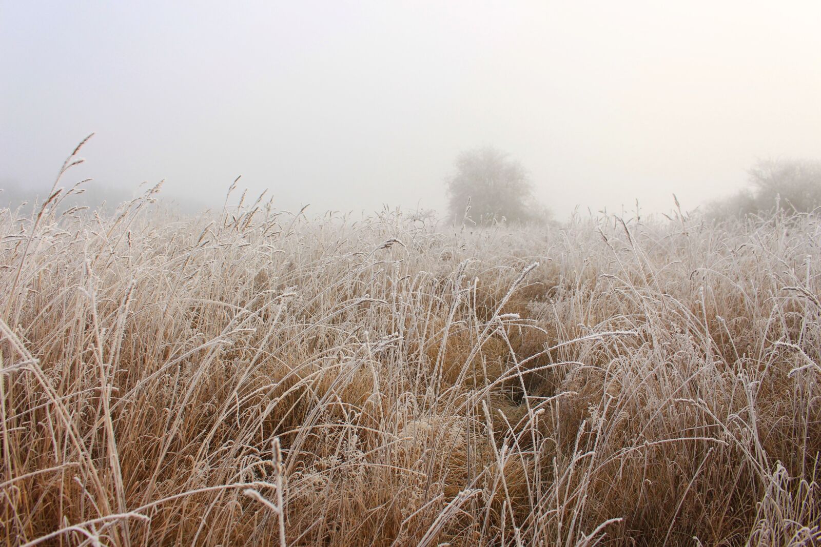 Canon EOS 700D (EOS Rebel T5i / EOS Kiss X7i) sample photo. Field, wheat, fog photography