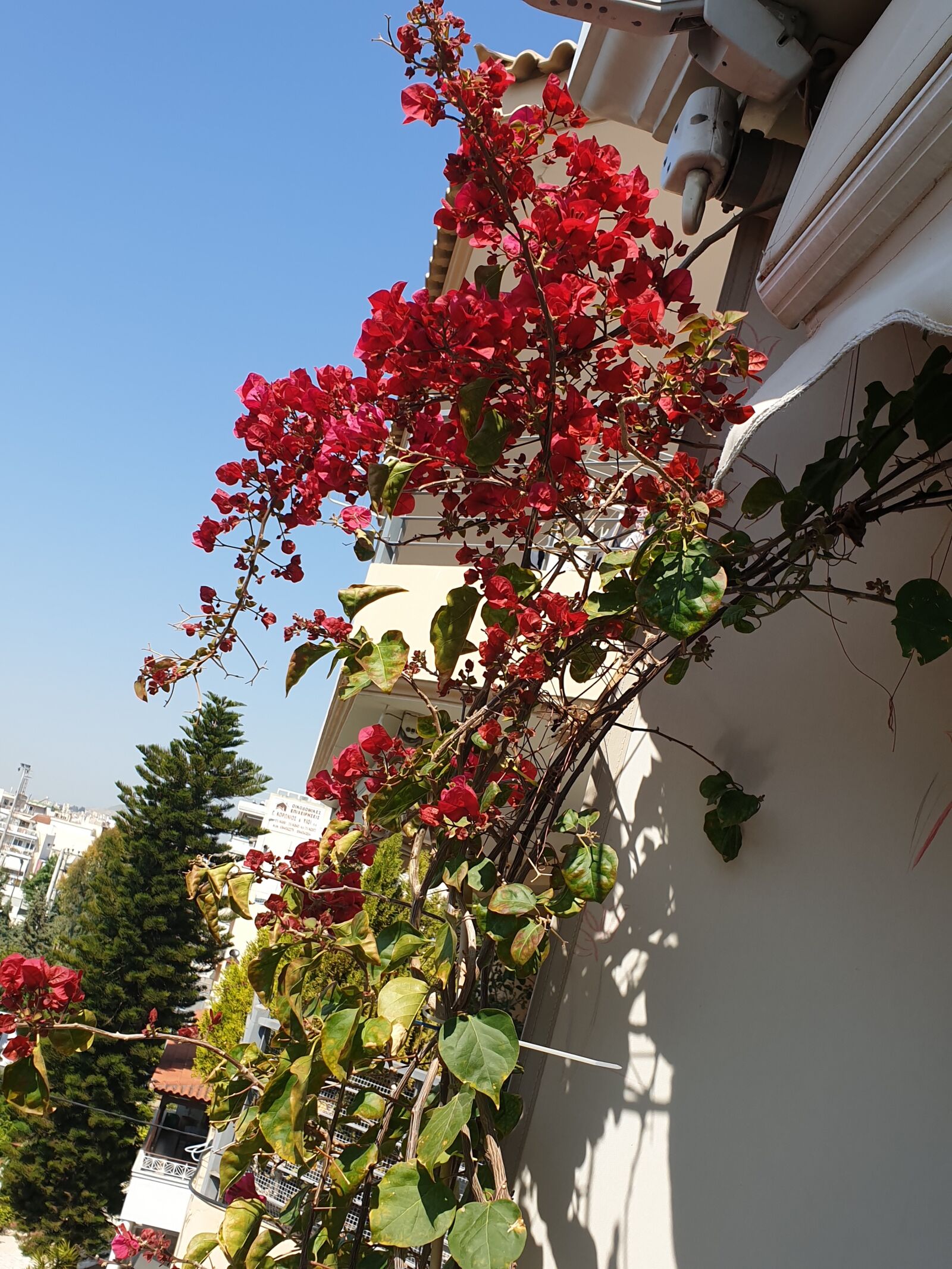 Samsung Galaxy S9+ sample photo. Red, bougainvillea, athens photography