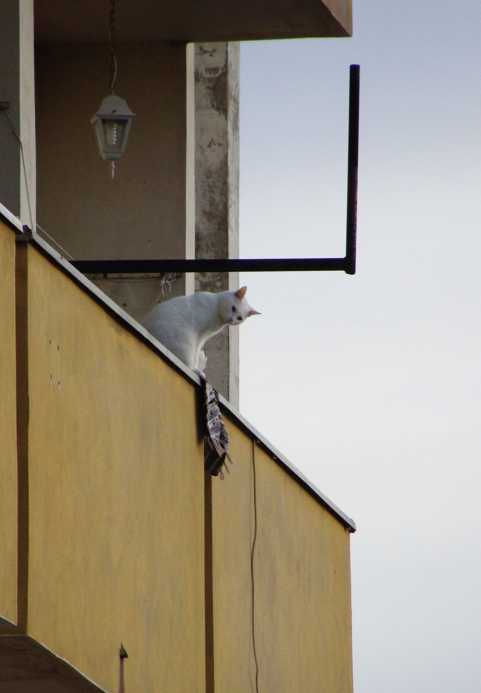 Sony Cyber-shot DSC-H10 sample photo. Balcony, cat, building photography