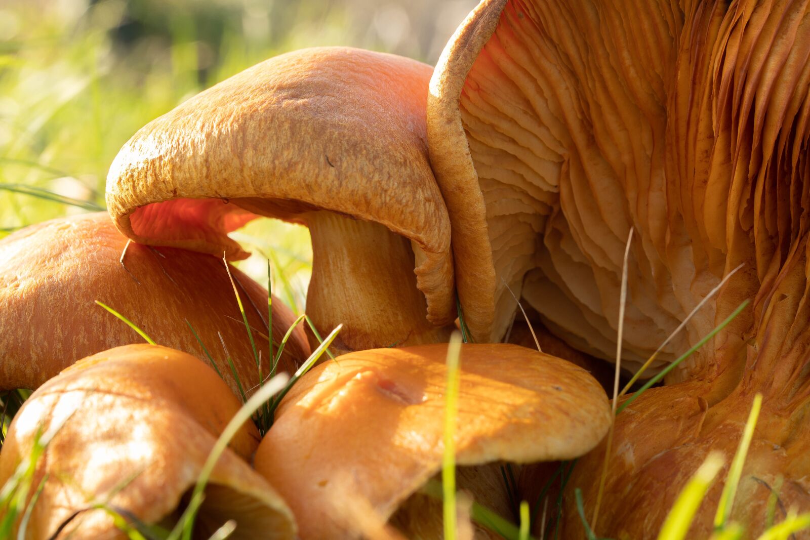 Canon EOS 6D Mark II sample photo. Mushrooms, large, copper kind photography