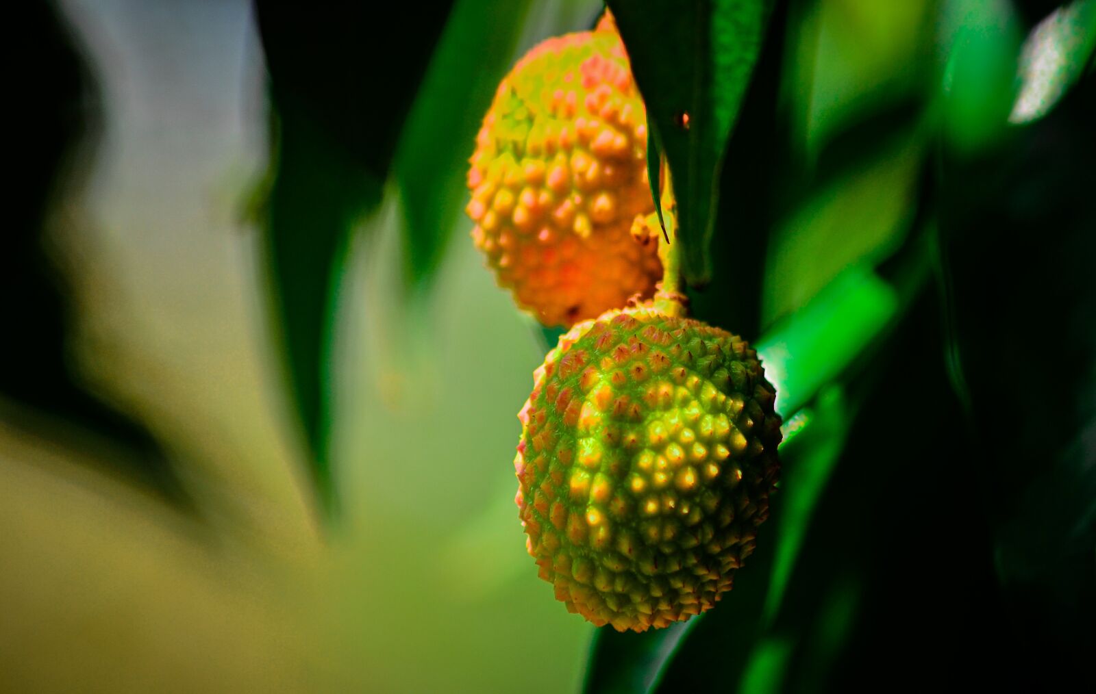 Nikon D5100 sample photo. Lychee, fruits, raw photography