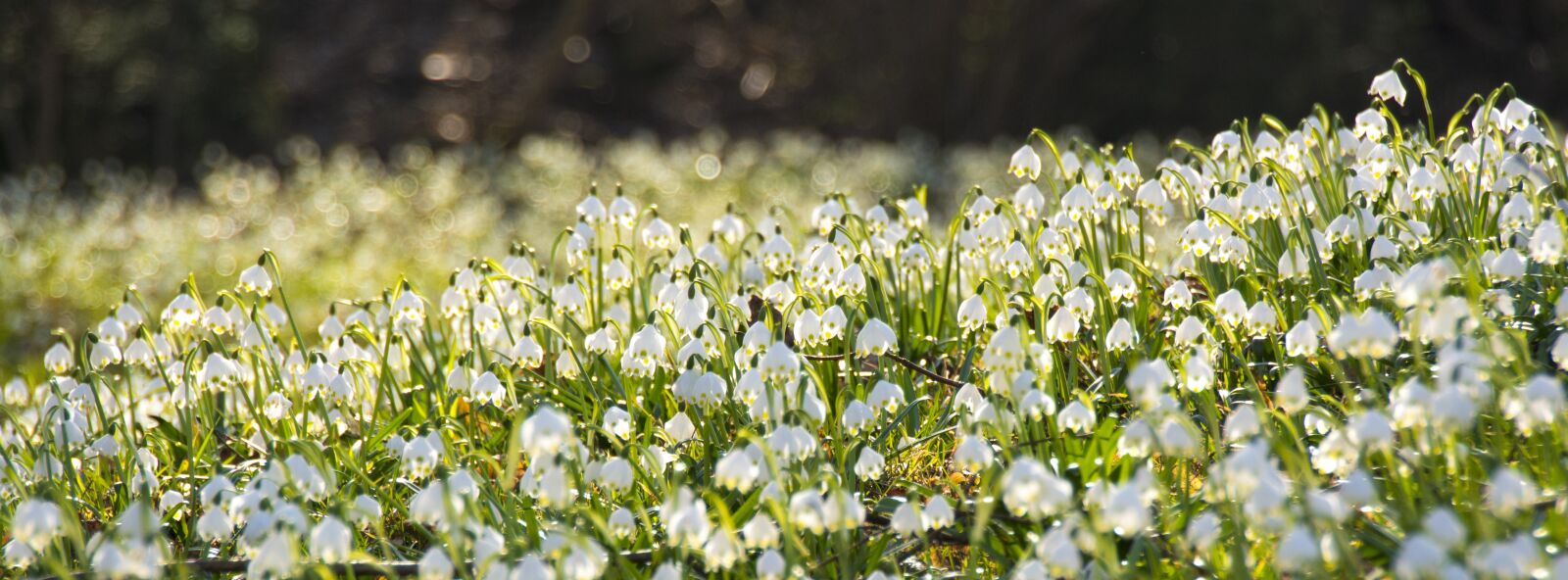 Nikon D5200 sample photo. Leucojum, snowflake, spring photography