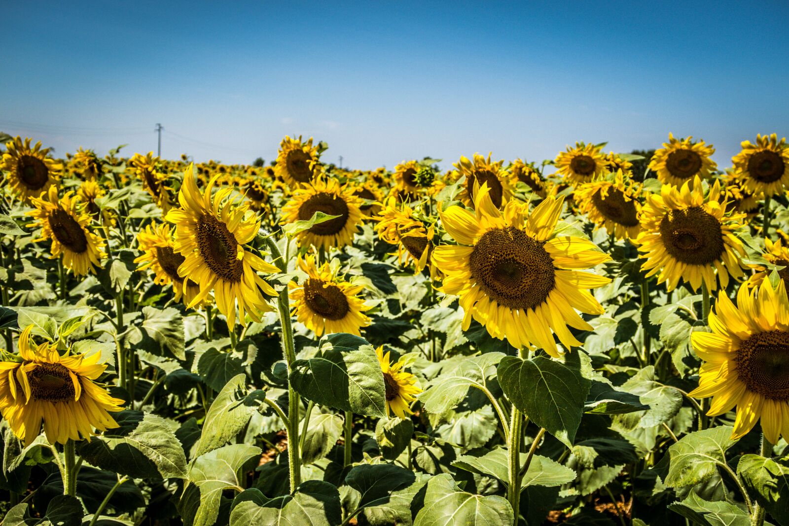 Canon PowerShot G7 X Mark II sample photo. Sunflowers, flowers, sunflower photography