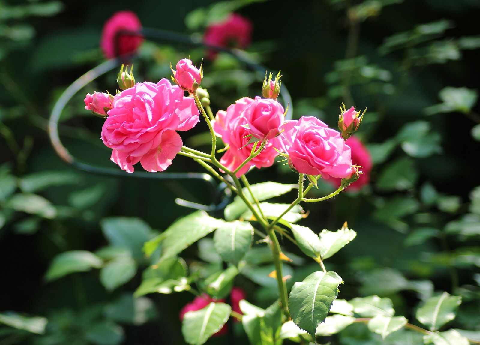 Canon EOS 1200D (EOS Rebel T5 / EOS Kiss X70 / EOS Hi) sample photo. Rose, ornamental shrub, pink photography