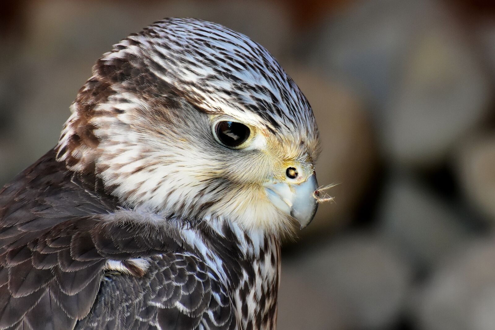 Nikon D7200 sample photo. Falcon, wing, bird of photography