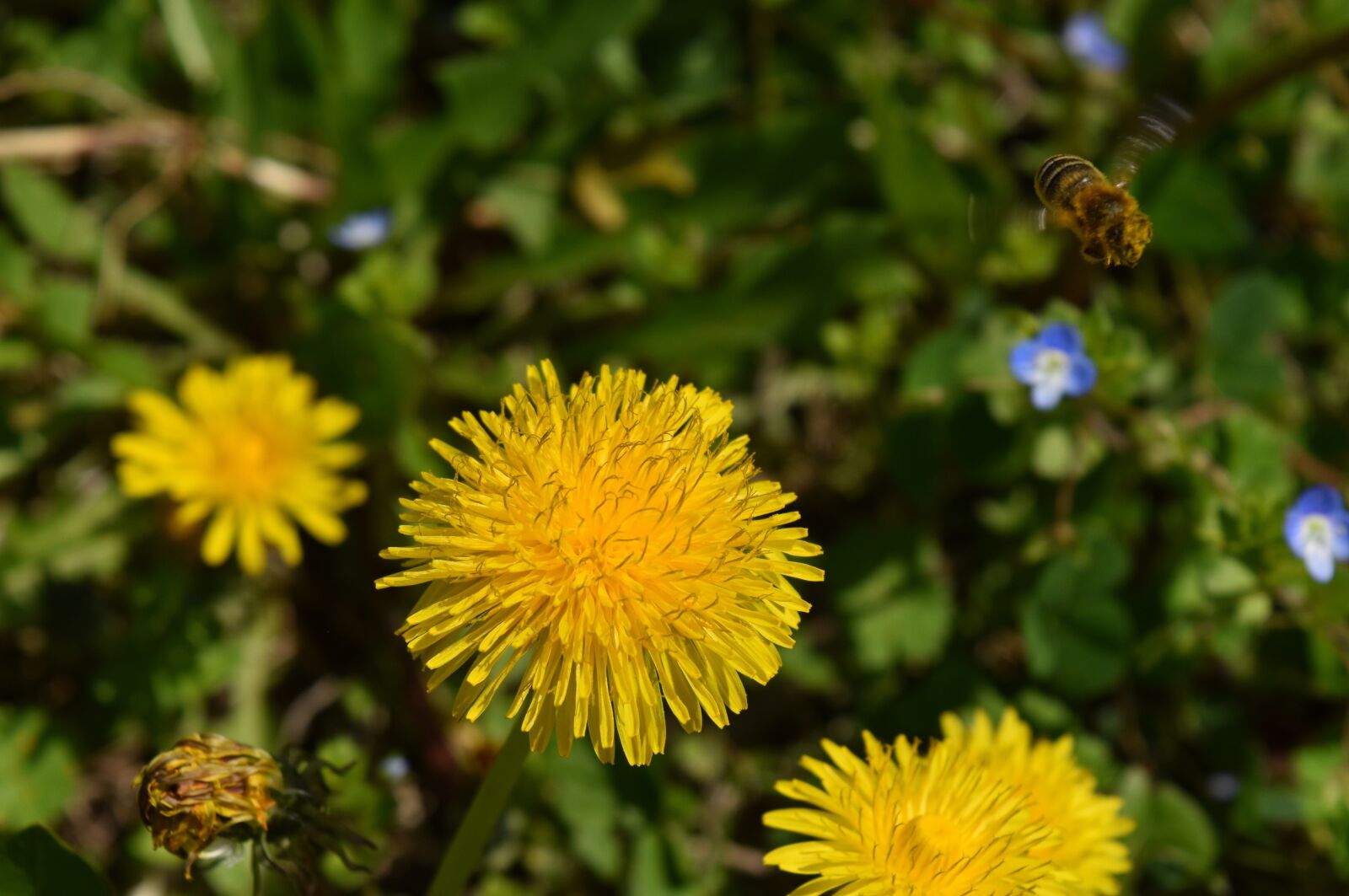 Nikon D5500 sample photo. Taraxacum officinale, bee, flower photography