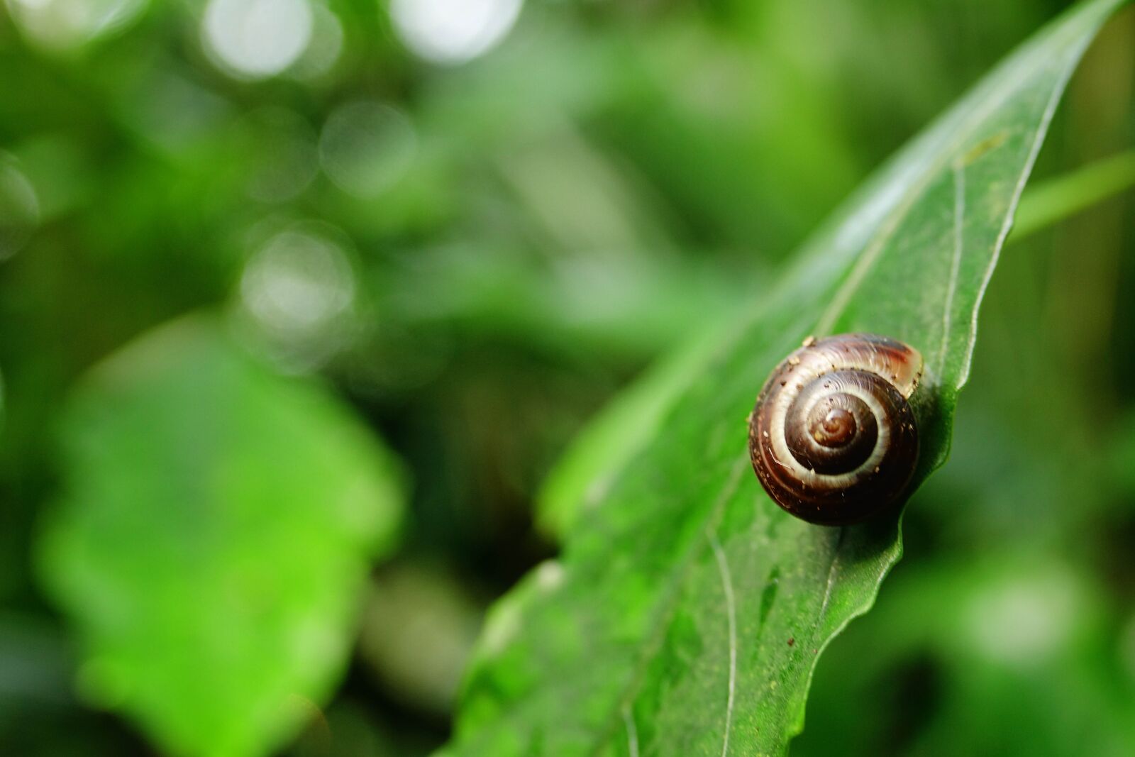 Sony Cyber-shot DSC-RX10 III sample photo. Snail, nature, leaves photography