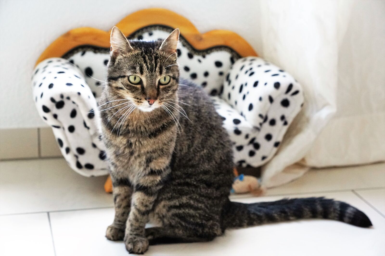 Sony ILCA-77M2 + Sony DT 16-50mm F2.8 SSM sample photo. Cat, tiger, tigerle photography