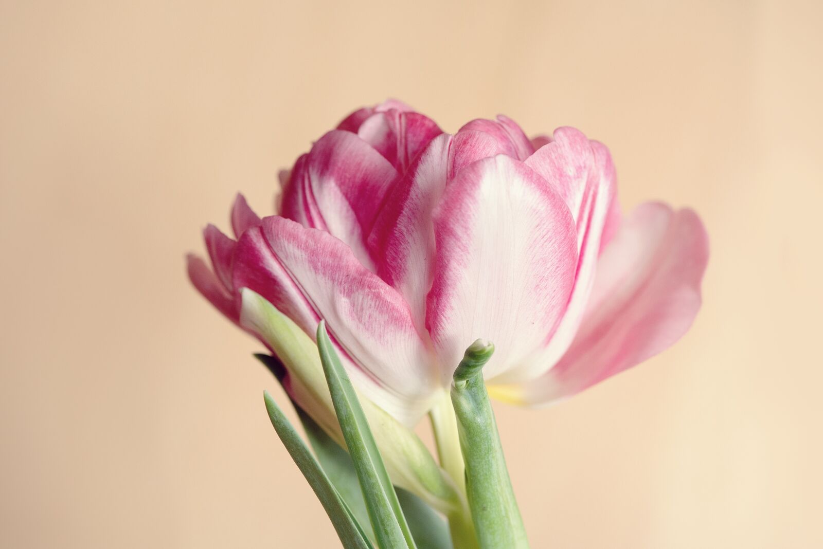 Nikon D750 sample photo. Flower, tulip, pink photography