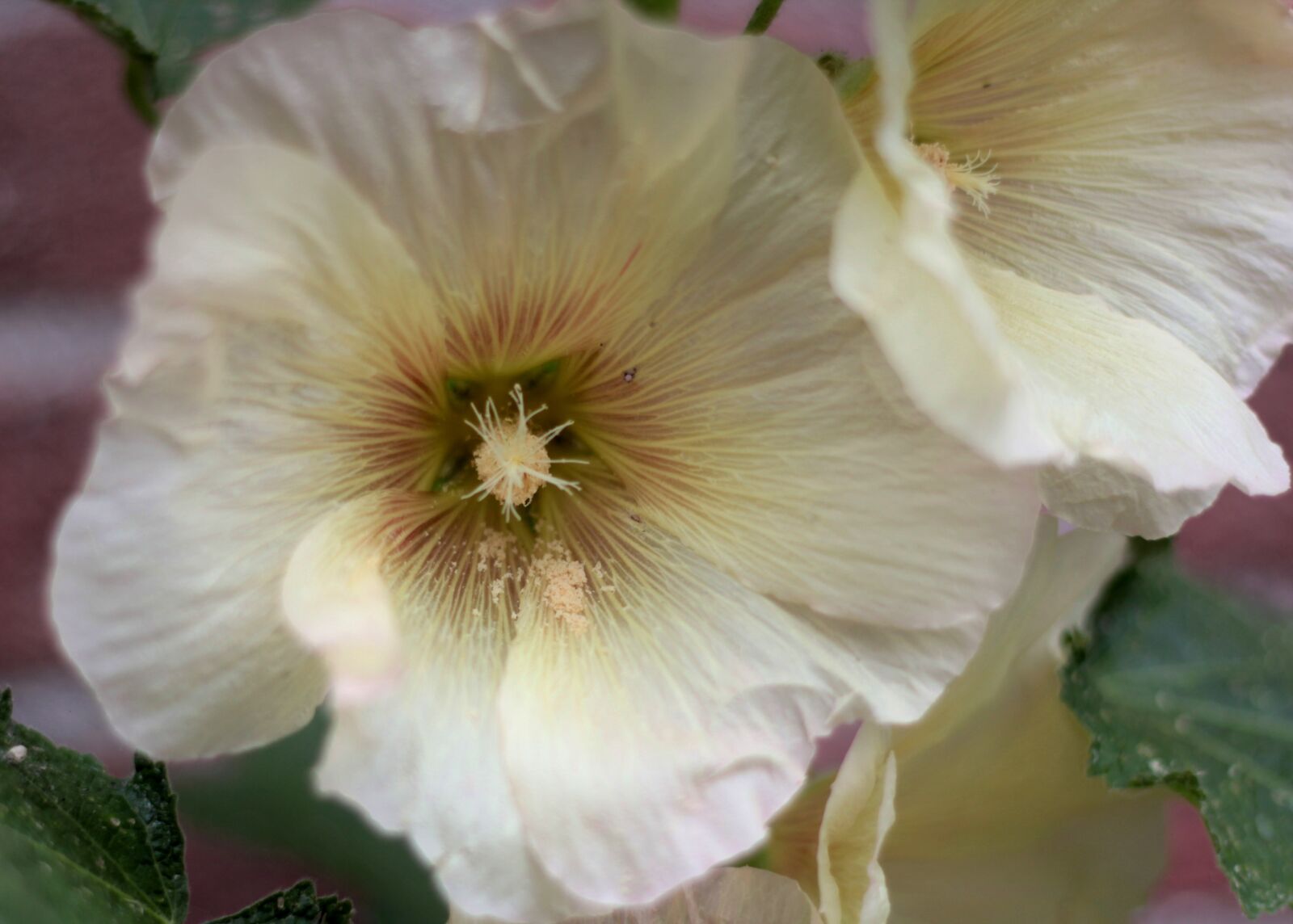 Canon EOS 600D (Rebel EOS T3i / EOS Kiss X5) sample photo. Alcea kurdica, hollyhock, a photography