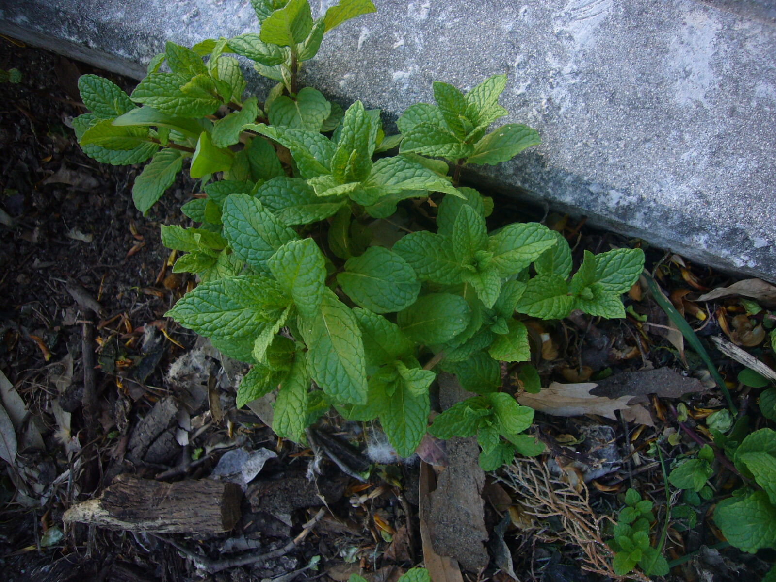 Panasonic DMC-FX01 sample photo. Peppermint photography