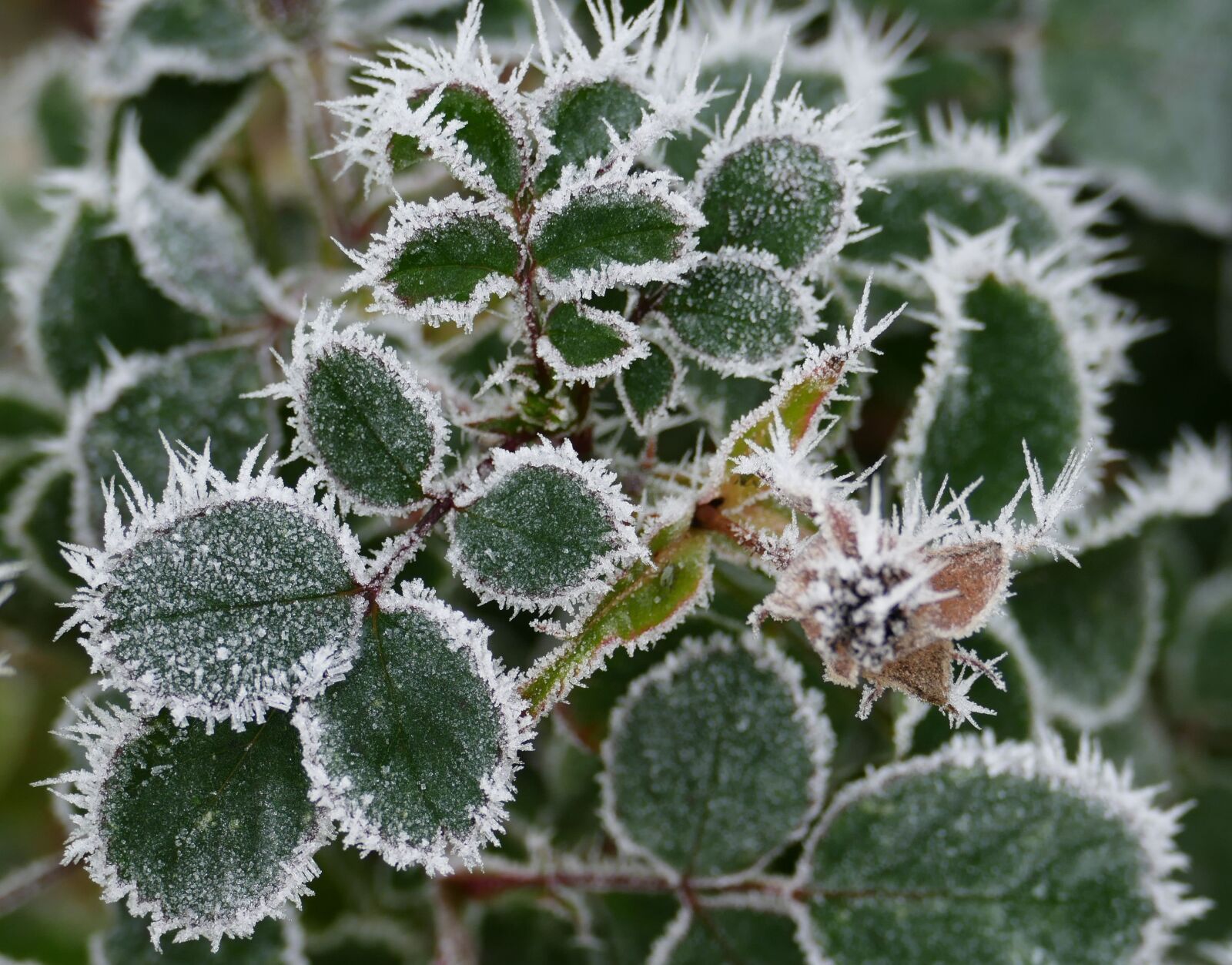 Panasonic Lumix DMC-FZ1000 sample photo. Winter, cold, ice photography