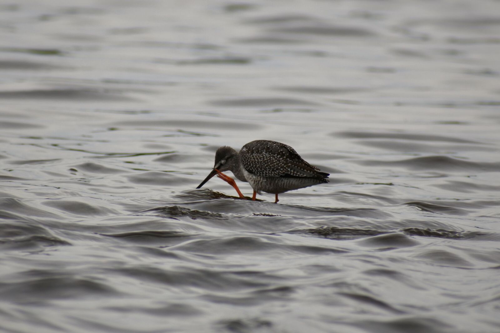 VR 70-300mm f/4.5-6.3G sample photo. Animal, river, waterside photography