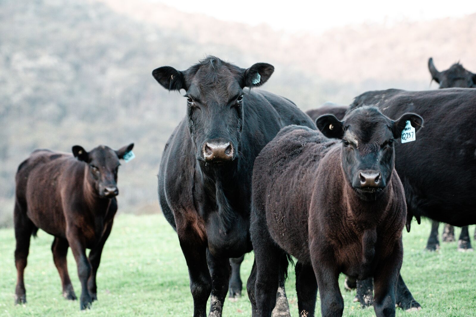 Nikon D750 sample photo. Cow, black angus, farm photography