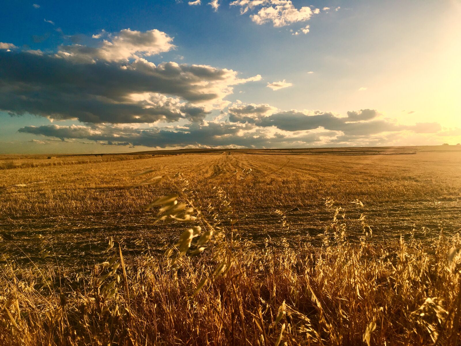 Apple iPhone 6s sample photo. Field, earth, agriculture photography