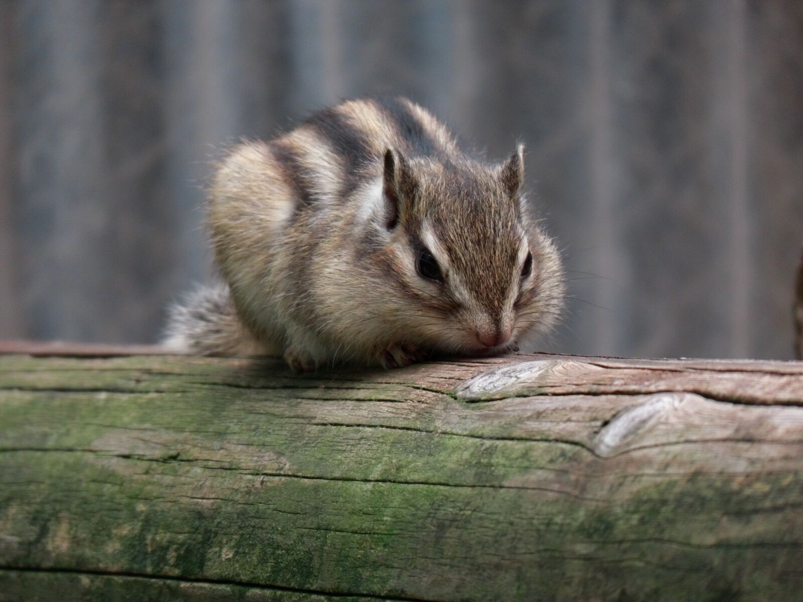 Canon PowerShot SX70 HS sample photo. Animal, squirrel, chipmunk photography