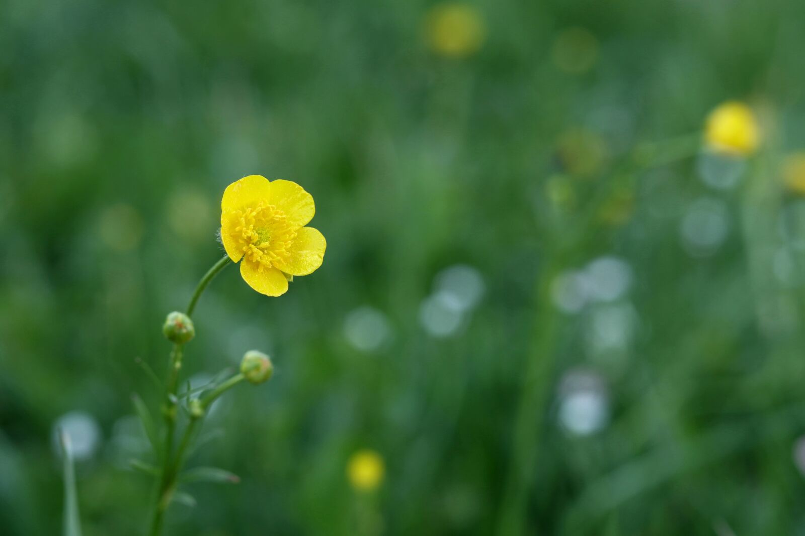 Canon EOS M100 sample photo. Flower, spring, yellow and photography