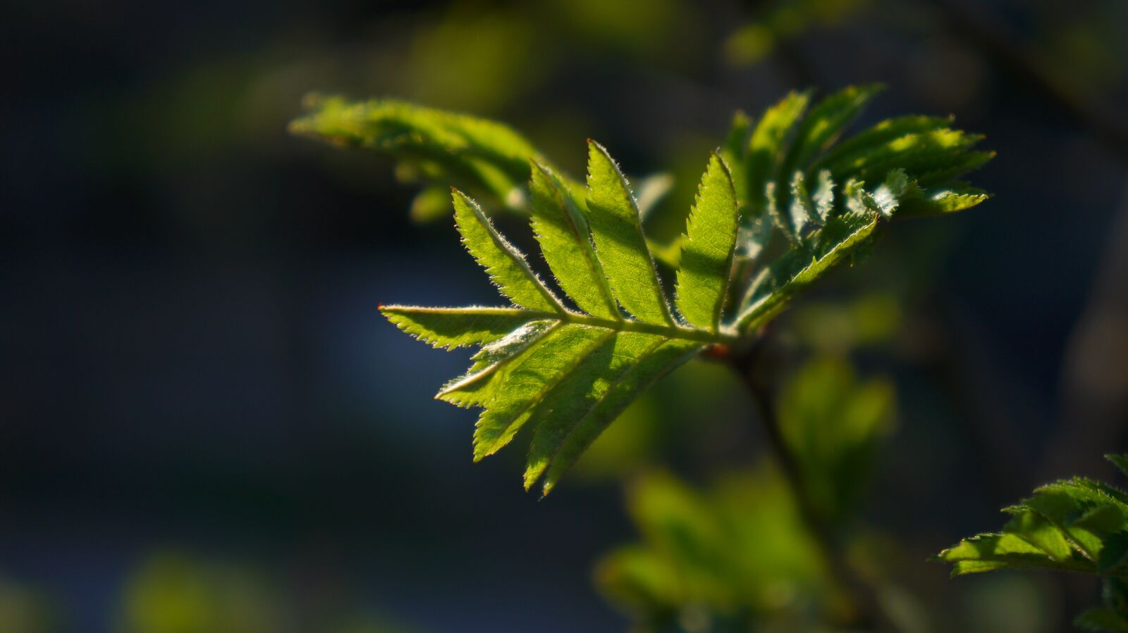 Sony Alpha a3000 + Sony E 18-55mm F3.5-5.6 OSS sample photo. Nature, plant, sprig photography